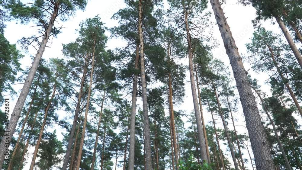 Logging scene with a view of pine tree trunks from it tops to ground and a pile of logs in a coniferous forest. The summer season forestry landscape in woods. Logging scene with a view of pine tree trunks from it tops to ground and a pile of logs in a coniferous forest. The summer season forestry landscape in woods.