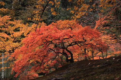 Red-leafed bonsai tree in japanes garden on a autum landscape background.
