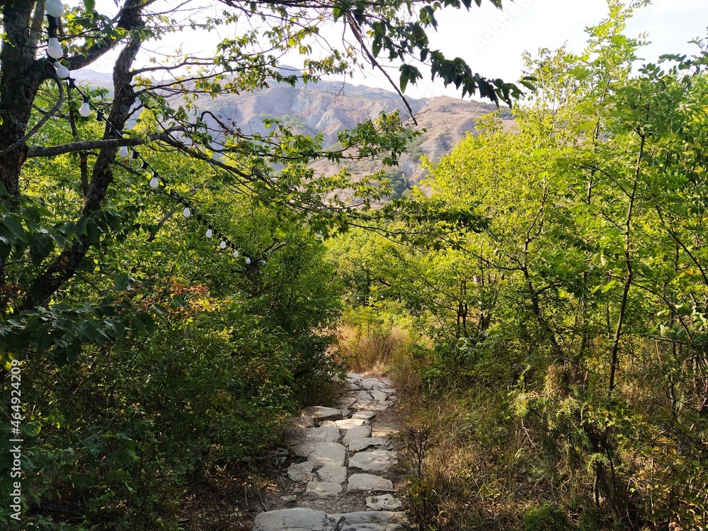 Trail in the forest. Path in the forest. Village road with green trees