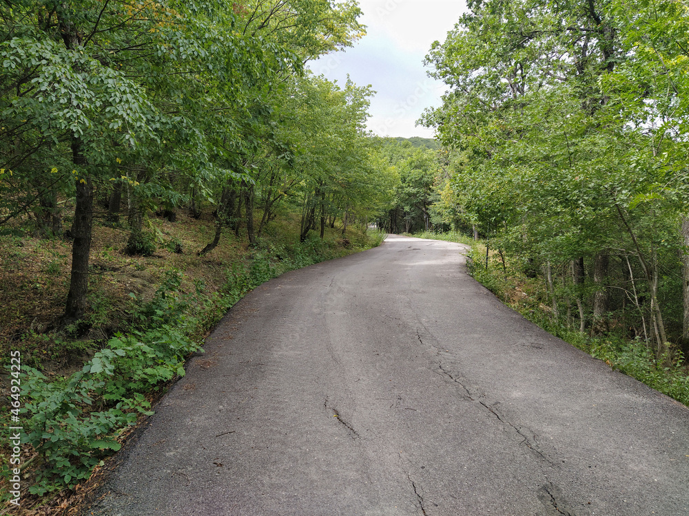 Forest park road scenery in green countryside. Empty pavement road in forest. Green park road Forest park road scenery in green countryside. Empty pavement road in forest. Green park road