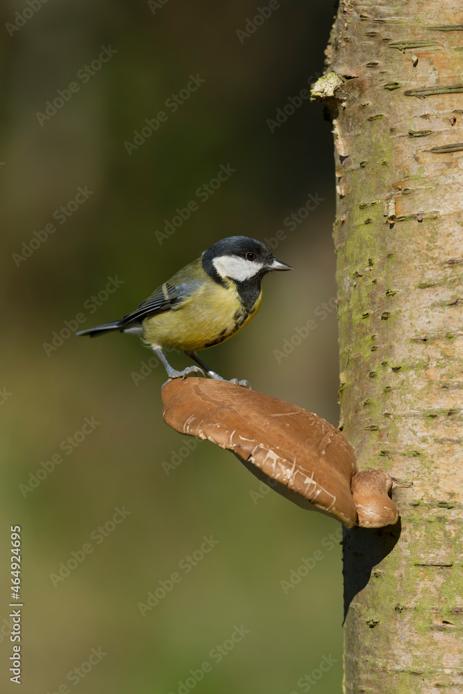 Naklejka premium Great tit, Parus major