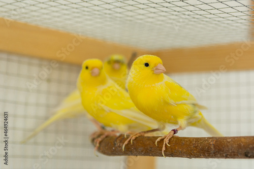 Cute canary birds stand on perch in a cage at home. Pet and animal concept. Close up, selective focus