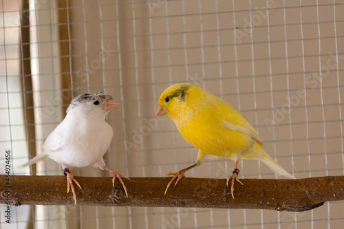 White and yellow canaries stand on perch in a cage and playing. Pet and animal concept. Close up, selective focus and copy space