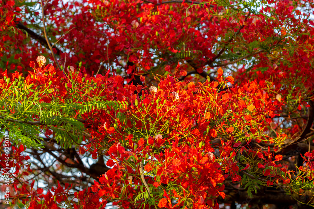 typical flamboyant tree with many colorful and intense flowers in scarlet and orange flamboyant selective focus