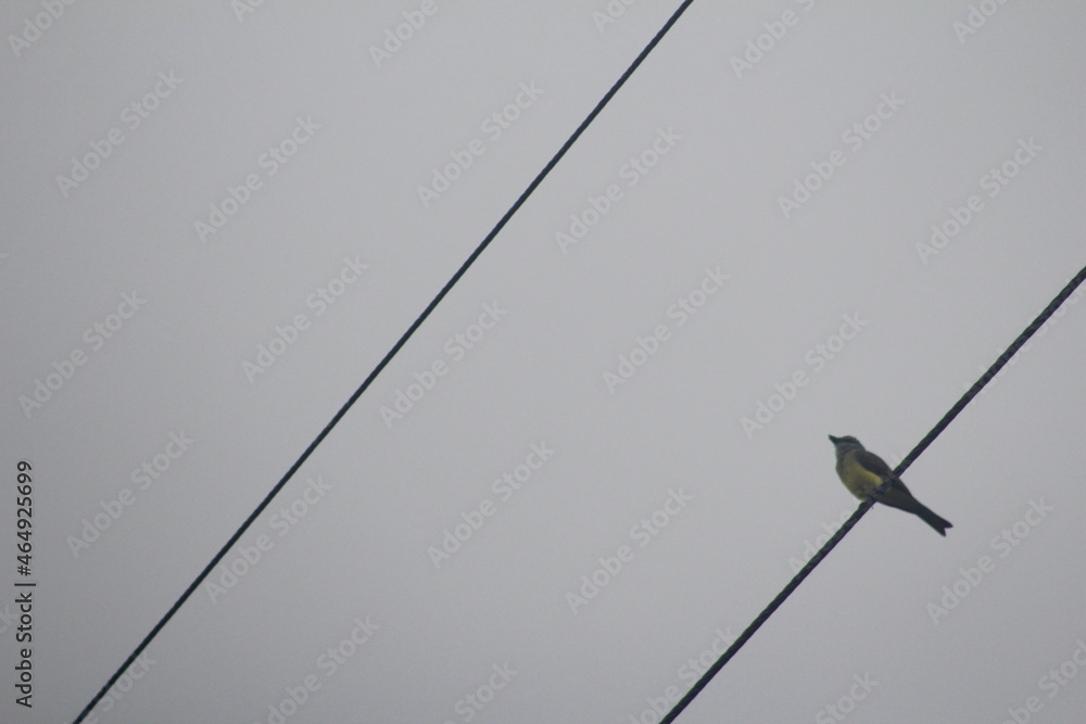 bird on a rope bird on a rope
