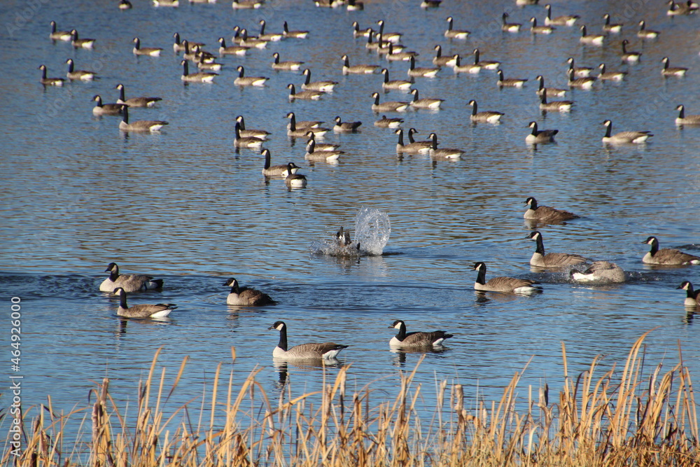 Splash On The Lake, Pylypow Wetlands, Edmonton, Alberta Splash On The Lake, Pylypow Wetlands, Edmonton, Alberta