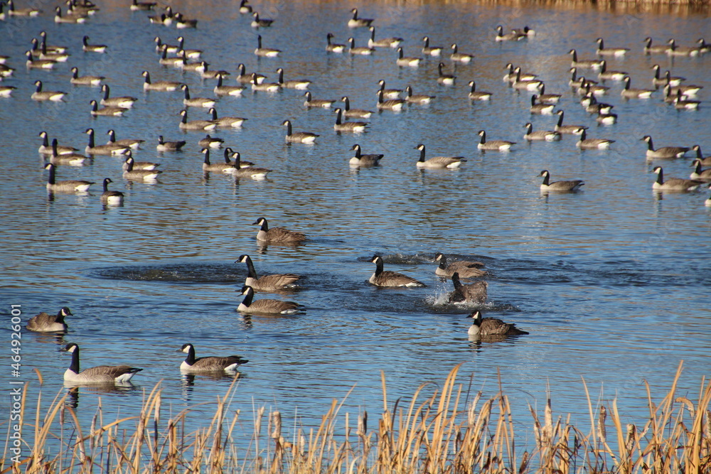Gathering Of The Geese, Pylypow Wetlands, Edmonton, Alberta Gathering Of The Geese, Pylypow Wetlands, Edmonton, Alberta