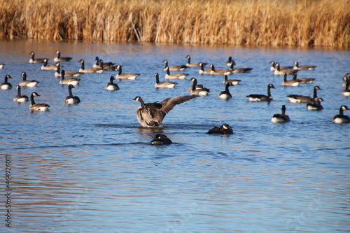 Wings Over The Water, Pylypow Wetlands, Edmonton, Alberta © Michael Mamoon