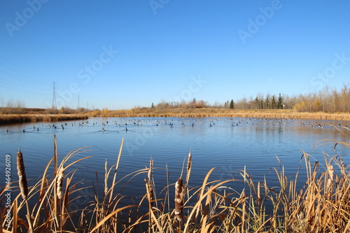 October Wetlands  Pylypow Wetlands  Edmonton  Alberta