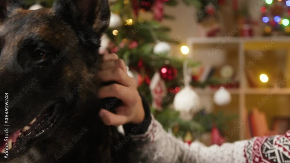 Person petting malinois bard dog close-up. Belgian shepherd dog looking in camera in living room. Puppy breathing with tongue out. Shooting domestic animal at home. Christmas and new year time. Person petting malinois bard dog close-up. Belgian shepherd dog looking in camera in living room. Puppy breathing with tongue out. Shooting domestic animal at home. Christmas and new year time.