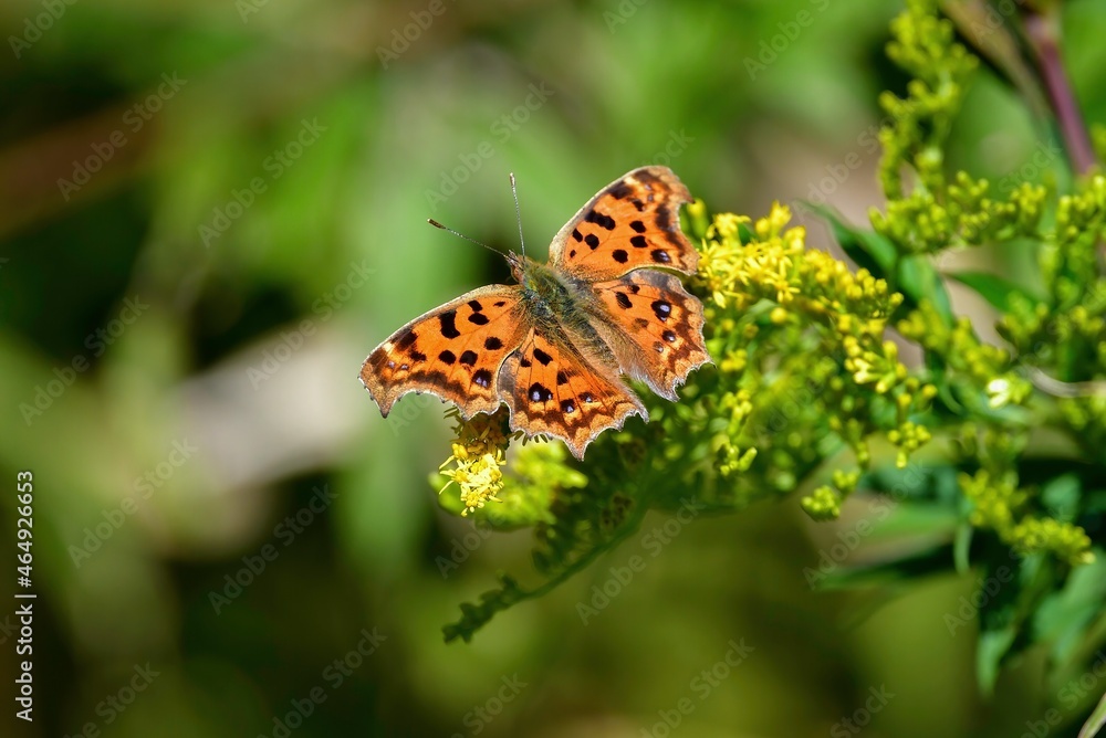 Obraz premium 秋のチョウ キタテハ