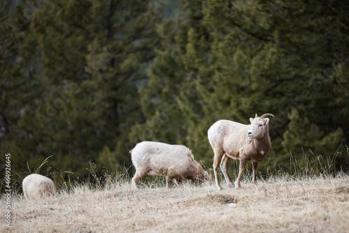 Mountain Goat