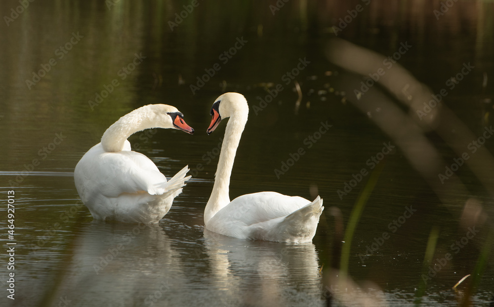 Fototapeta premium two white swans interacting or communicating with each other in small pond in nature preserve sanctuary in Ontario in natural setting peaceful tranquil and romantic in horizontal format with space 