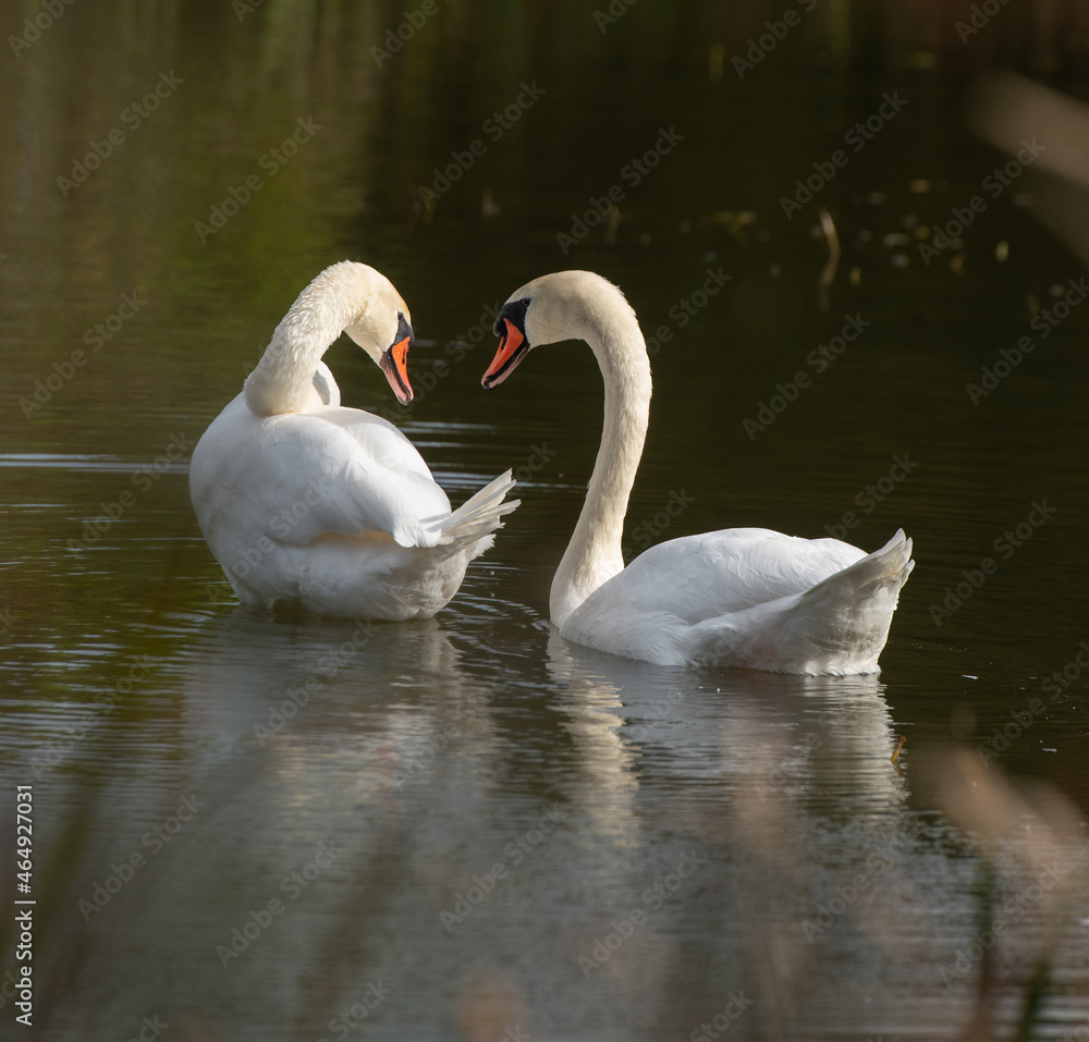 two white swans interacting or communicating with each other in small pond in nature preserve sanctuary in Ontario in natural setting peaceful tranquil and romantic in horizontal format with space two white swans interacting or communicating with each other in small pond in nature preserve sanctuary in Ontario in natural setting peaceful tranquil and romantic in horizontal format with space