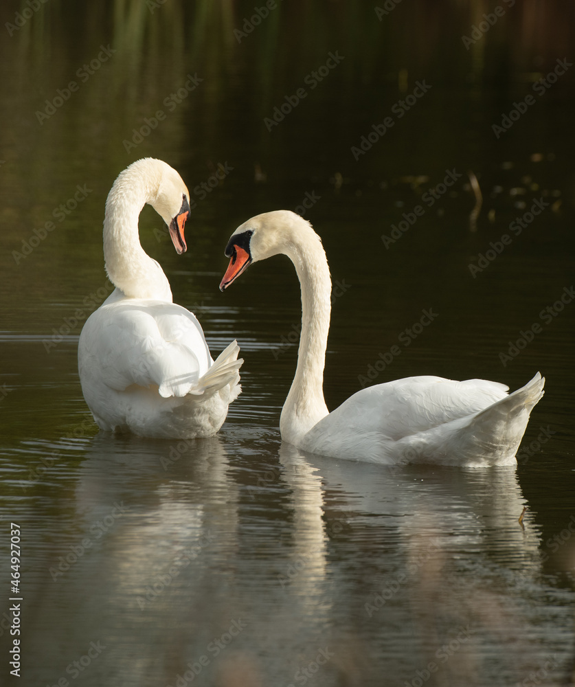 two white swans interacting or communicating with each other in small pond in nature preserve sanctuary in Ontario in natural setting peaceful tranquil and romantic in horizontal format with space two white swans interacting or communicating with each other in small pond in nature preserve sanctuary in Ontario in natural setting peaceful tranquil and romantic in horizontal format with space