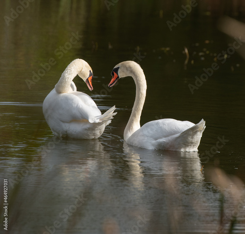 two white swans interacting or communicating with each other in small pond in nature preserve sanctuary in Ontario in natural setting peaceful tranquil and romantic  in horizontal format with space 