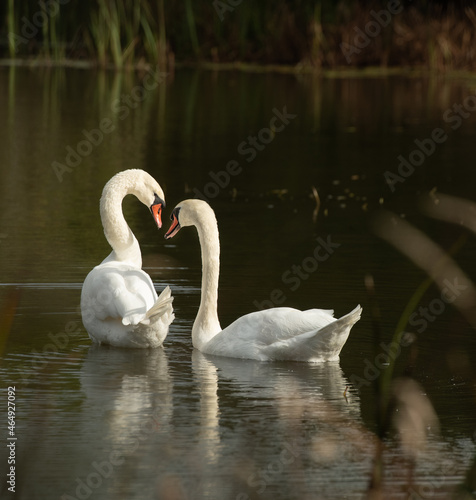 two white swans interacting or communicating with each other in small pond in nature preserve sanctuary in Ontario in natural setting peaceful tranquil and romantic  in horizontal format with space  photo