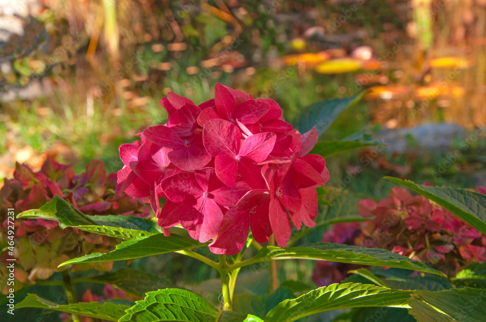 Obraz premium Beautiful bright pink hydrangea flowers close-up on the background of an autumn garden on a sunny day
