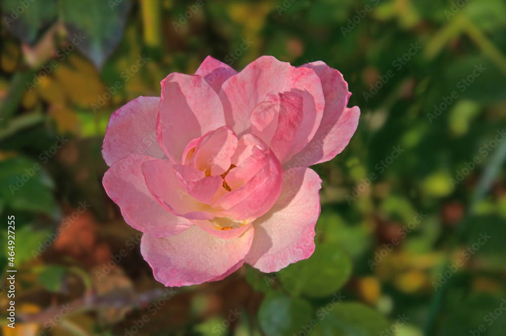 One beautiful colorful pink rose close-up on a background of autumn leaves in a flower garden One beautiful colorful pink rose close-up on a background of autumn leaves in a flower garden