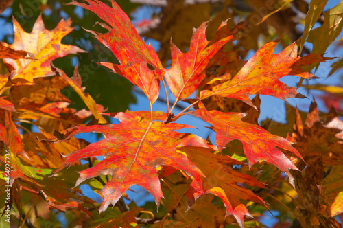Wallpaper Mural Beautiful bright colorful leaves of canadian oak close-up on a sunny day against a blue sky Torontodigital.ca