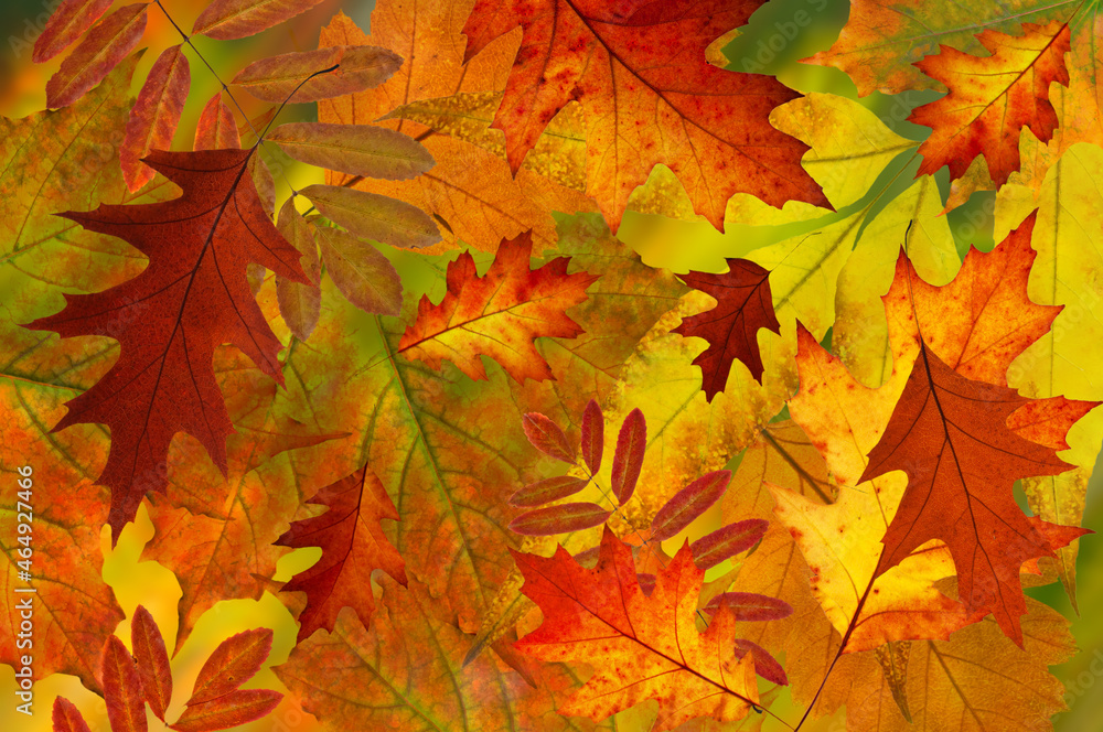 Autumn background of bright colorful autumn leaves of maple, oak, rowan close-up Autumn background of bright colorful autumn leaves of maple, oak, rowan close-up
