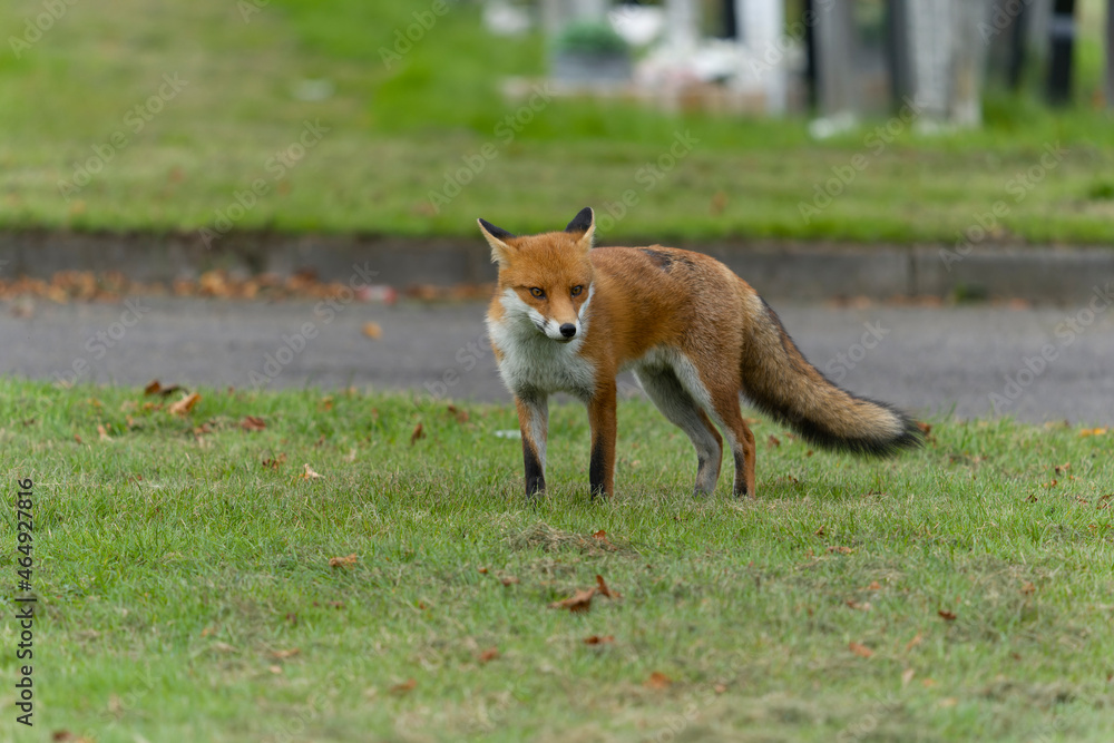 Red fox, Vulpes vulpes Red fox, Vulpes vulpes