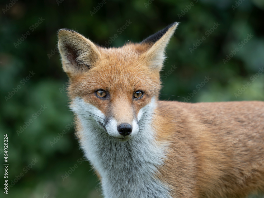 Red fox, Vulpes vulpes Red fox, Vulpes vulpes