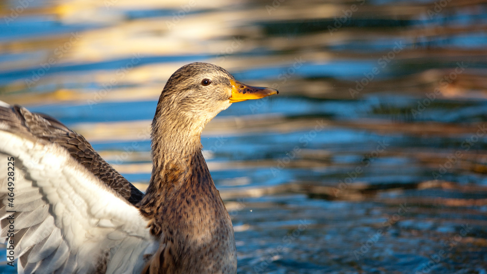 Female Call Duck Female Call Duck