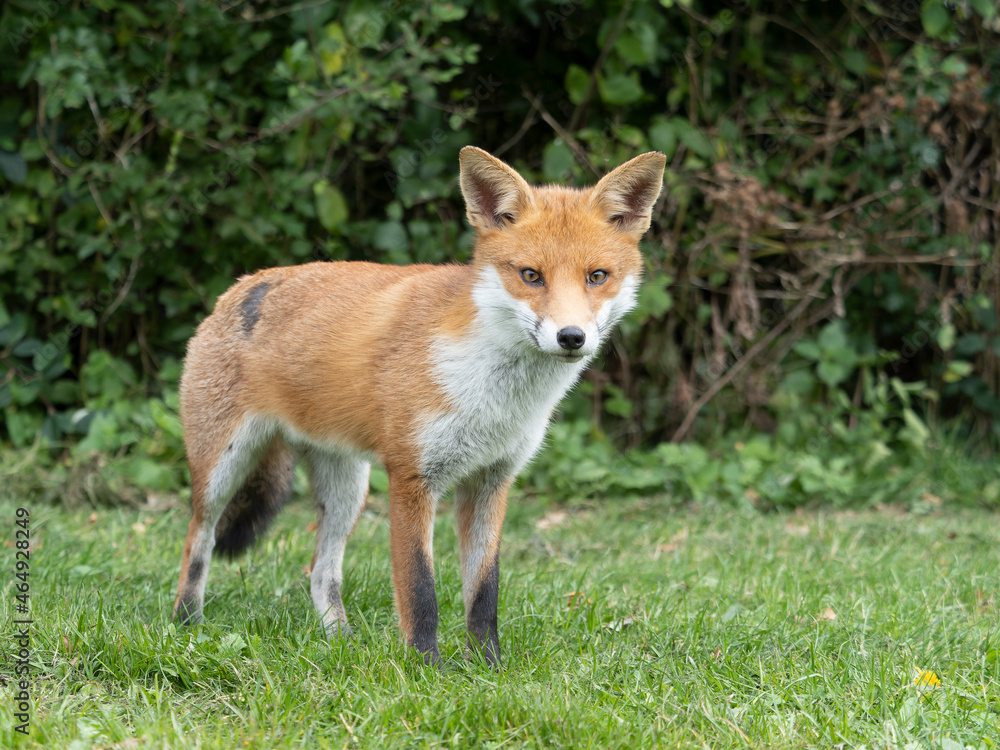 Fototapeta premium Red fox, Vulpes vulpes