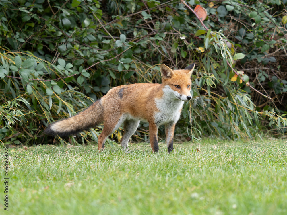 Red fox, Vulpes vulpes Red fox, Vulpes vulpes