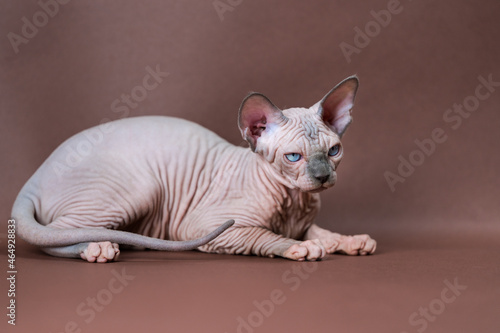 Portrait of blue mink and white color Sphinx Cat with blue eyes lying down on brown background. Beautiful hairless female cat 4 months old. Studio shot