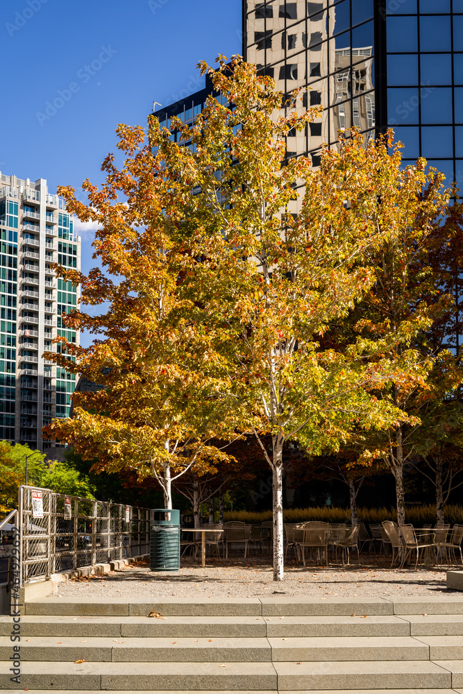 Tree in Autumn on the street park tables outdoor seating winter downtown denver Tree in Autumn on the street park tables outdoor seating winter downtown denver