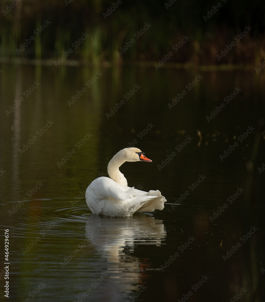 one isolated white swan in small pond cleaning itself fluffing its white feathers with orange beak wild swan or large white bird in calm waters reflection in water in daytime romantic scene horizontal one isolated white swan in small pond cleaning itself fluffing its white feathers with orange beak wild swan or large white bird in calm waters reflection in water in daytime romantic scene horizontal