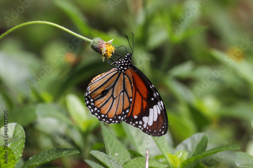 monarch butterfly on a flower