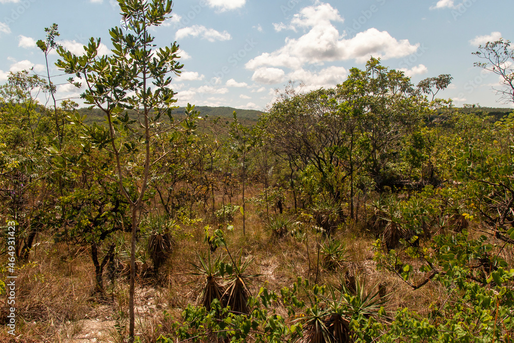 Caminho para as cachoeiras da Chapada dos veadeiros