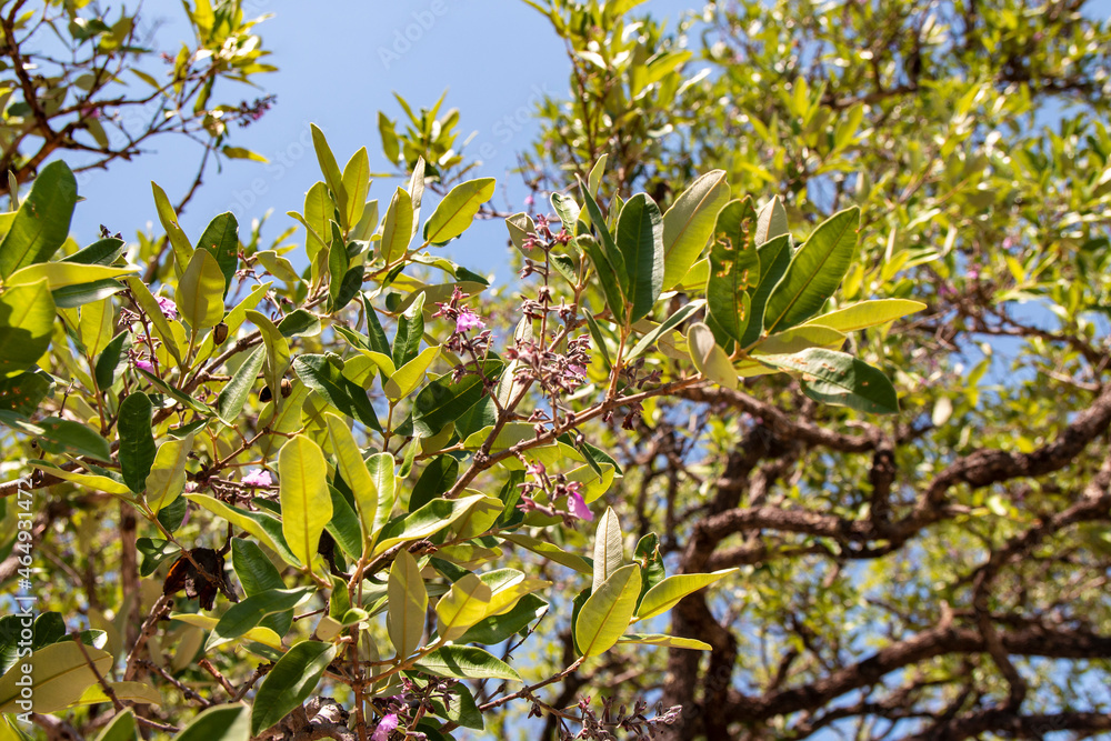 Flor endemica da chapada dos veadeiros Flor endemica da chapada dos veadeiros