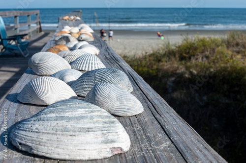 Shells at a beach house.