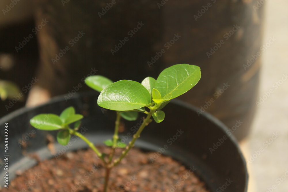 Naklejka premium sancang leaf ,plant , nature leaf , garden , green