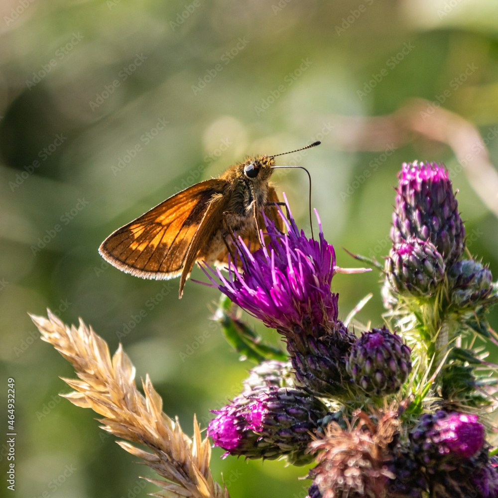 Schmetterling