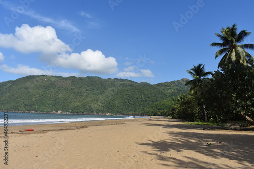 beach with palm trees