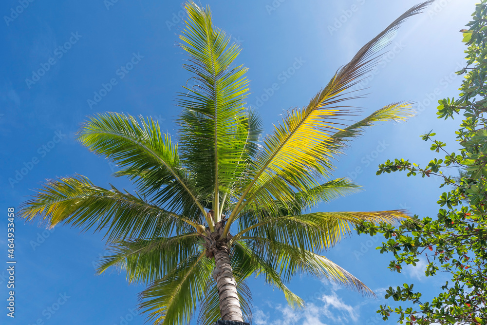 Coconut palm trees bottom view Close up bottom view of fresh leaves on a palm tree Green Leaves of coconut palms against clear sky Coconut palm trees bottom view Close up bottom view of fresh leaves on a palm tree Green Leaves of coconut palms against clear sky