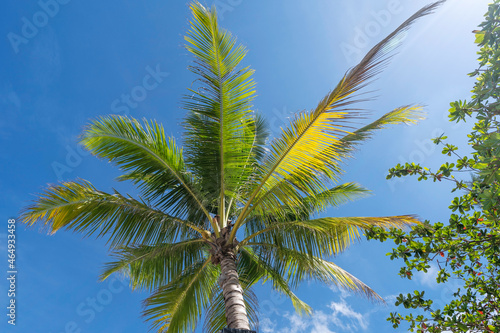 Coconut palm trees bottom view Close up bottom view of fresh leaves on a palm tree Green Leaves of coconut palms against clear sky