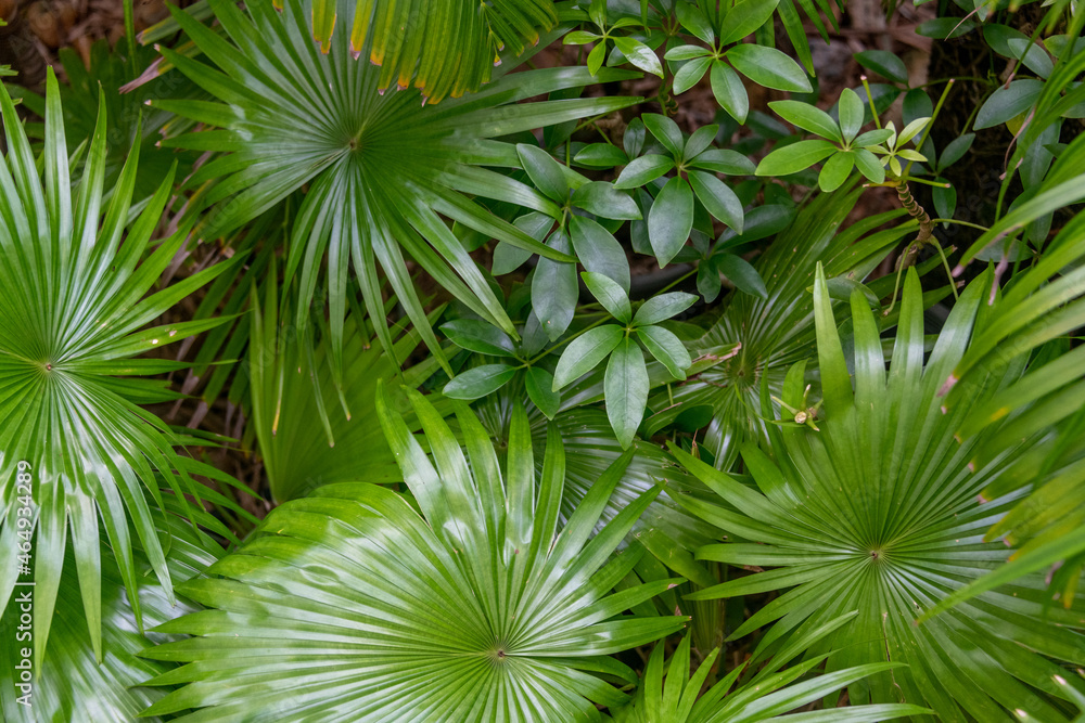 Jungle vegetation in a rainforest in Thailand
