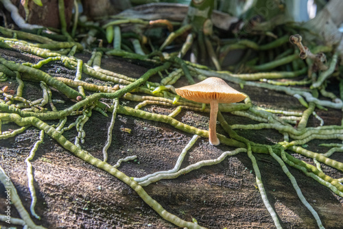 Принти на полотні Mushroom growing among orchid roots on a log in a garden in Thailand