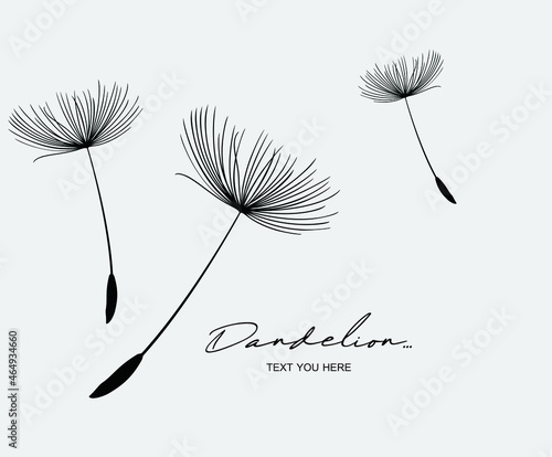 Hand drawn dandelion flowers . Abstract floral summer posters, wall art isolated on grey background.  © dinvector