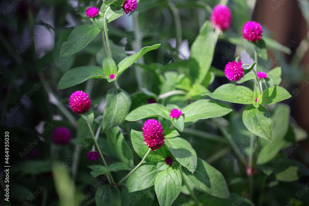 Globe Amaranth flower blooming in the garden Globe Amaranth flower blooming in the garden