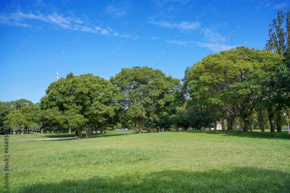 公園の芝生広場でみた涼しげな木陰の森＠大阪