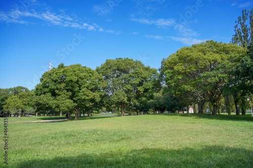 Fototapeta Naklejka Na Ścianę i Meble -  公園の芝生広場でみた涼しげな木陰の森＠大阪
