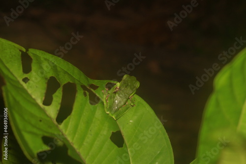 green leaf frog