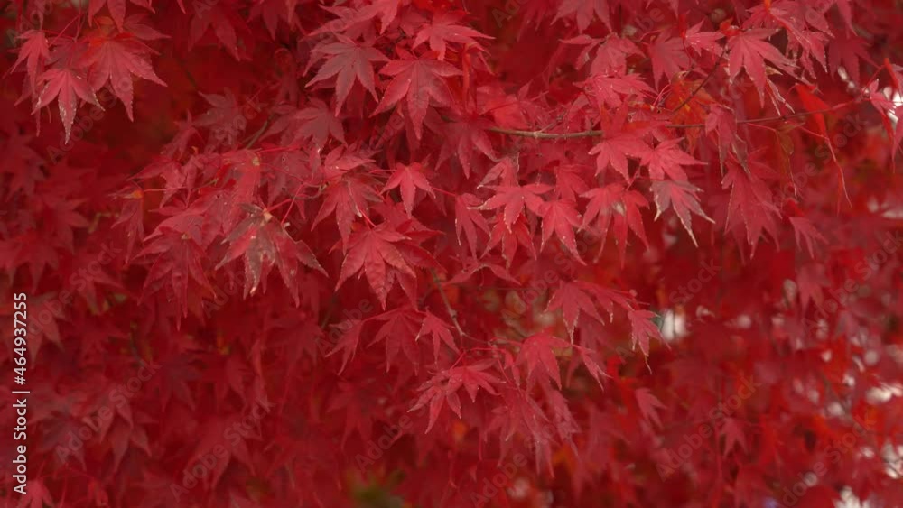 Maple leaves change color in autumn moving when blown by the wind give a feeling of tranquility mixed with a feeling of loneliness Maple leaves change color in autumn moving when blown by the wind give a feeling of tranquility mixed with a feeling of loneliness